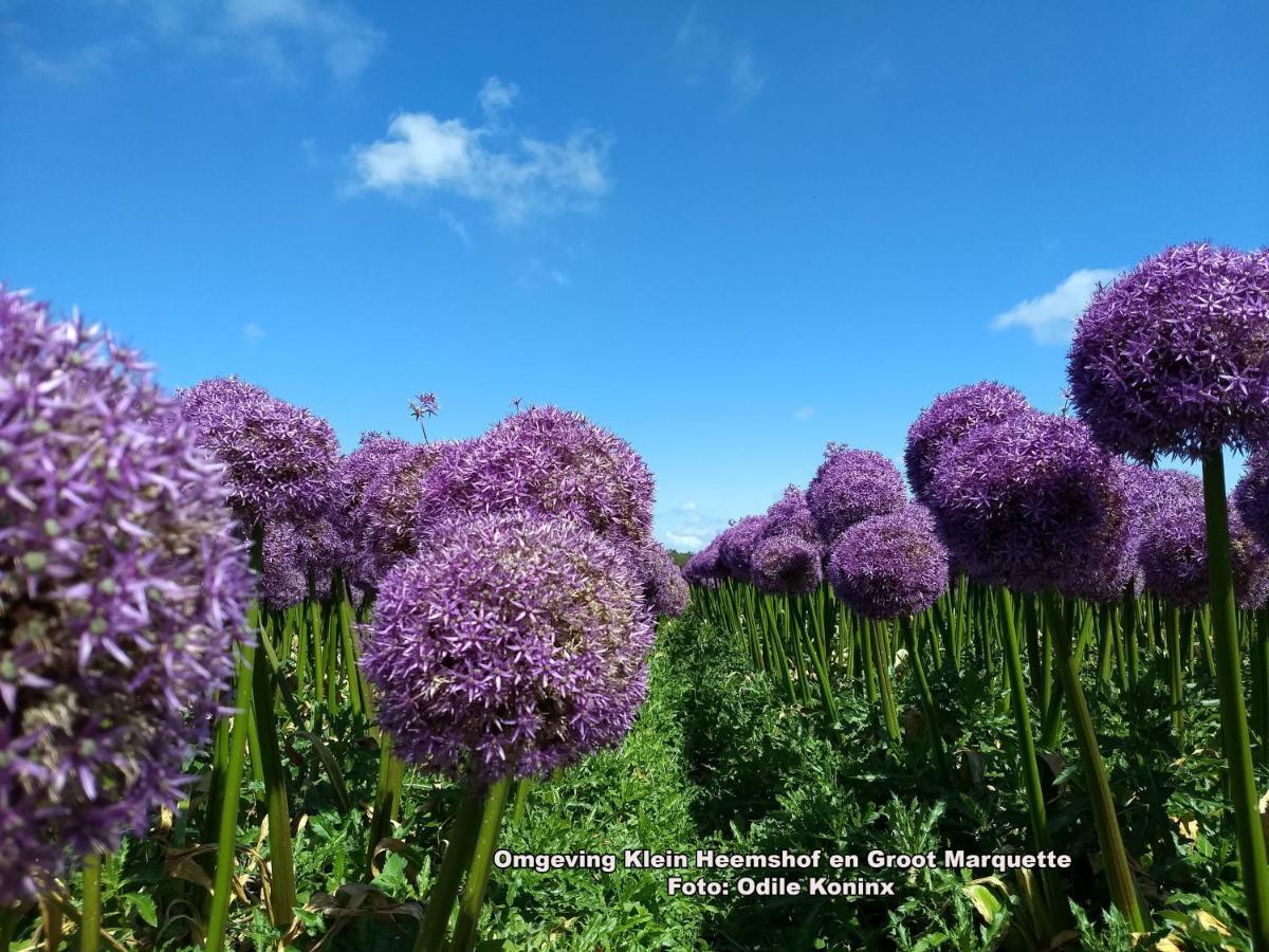 Klein Heemshof - Noord Holland Aan Uw Voeten Villa Warmenhuizen ภายนอก รูปภาพ